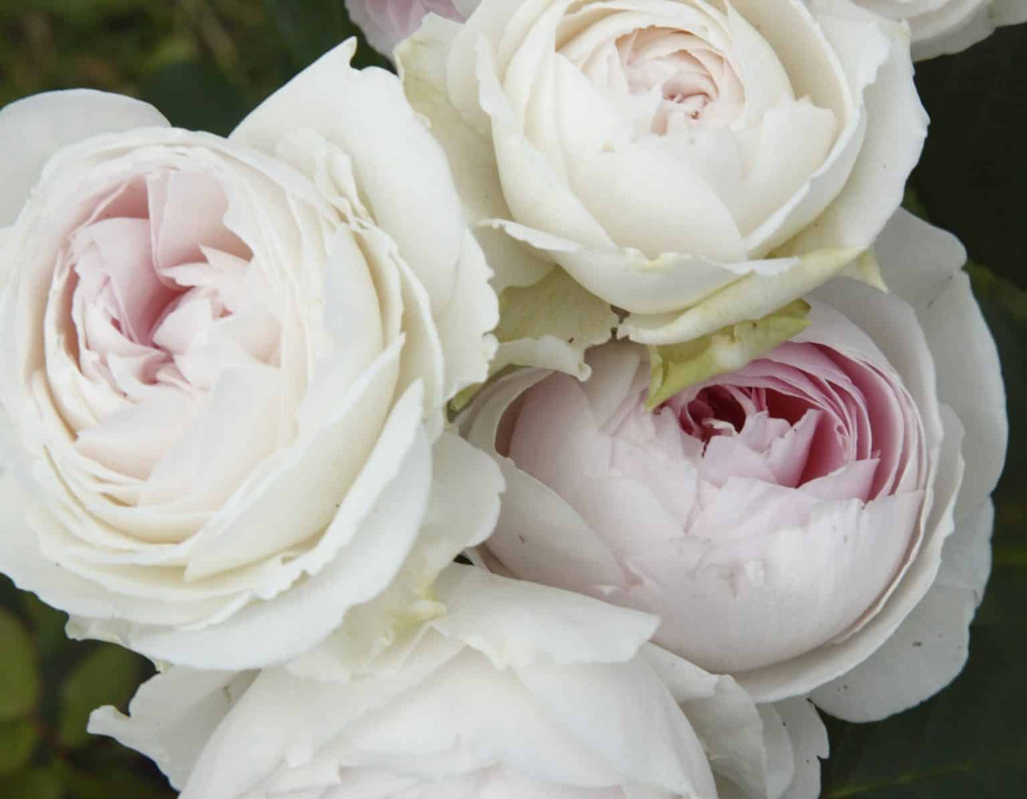 Parfuma® Earth Angel