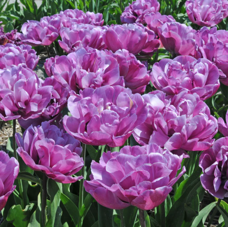 Blue Diamond tulips in full bloom