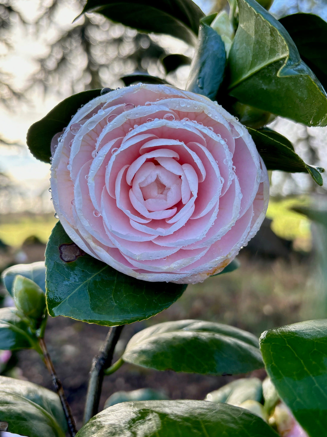 Nuccio's Pearl