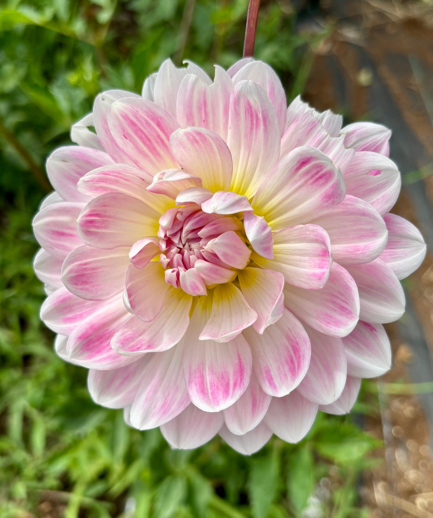 Dahlias (Tuber)