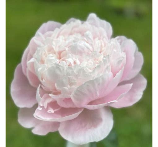 Peonies (Bare Root)