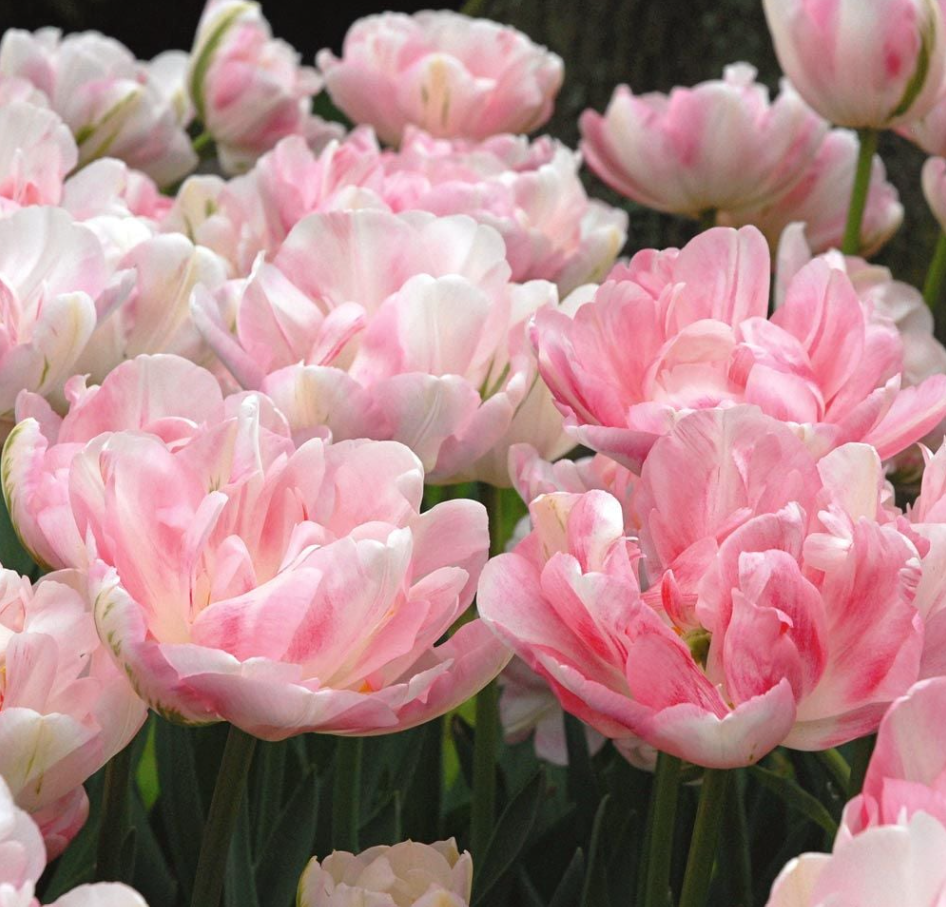 Tulips (Bulbs)