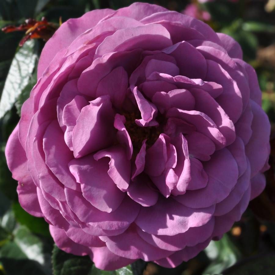Sunbelt® Plum Perfect