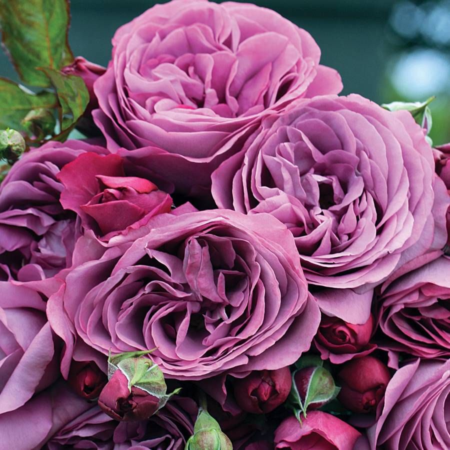Sunbelt® Plum Perfect