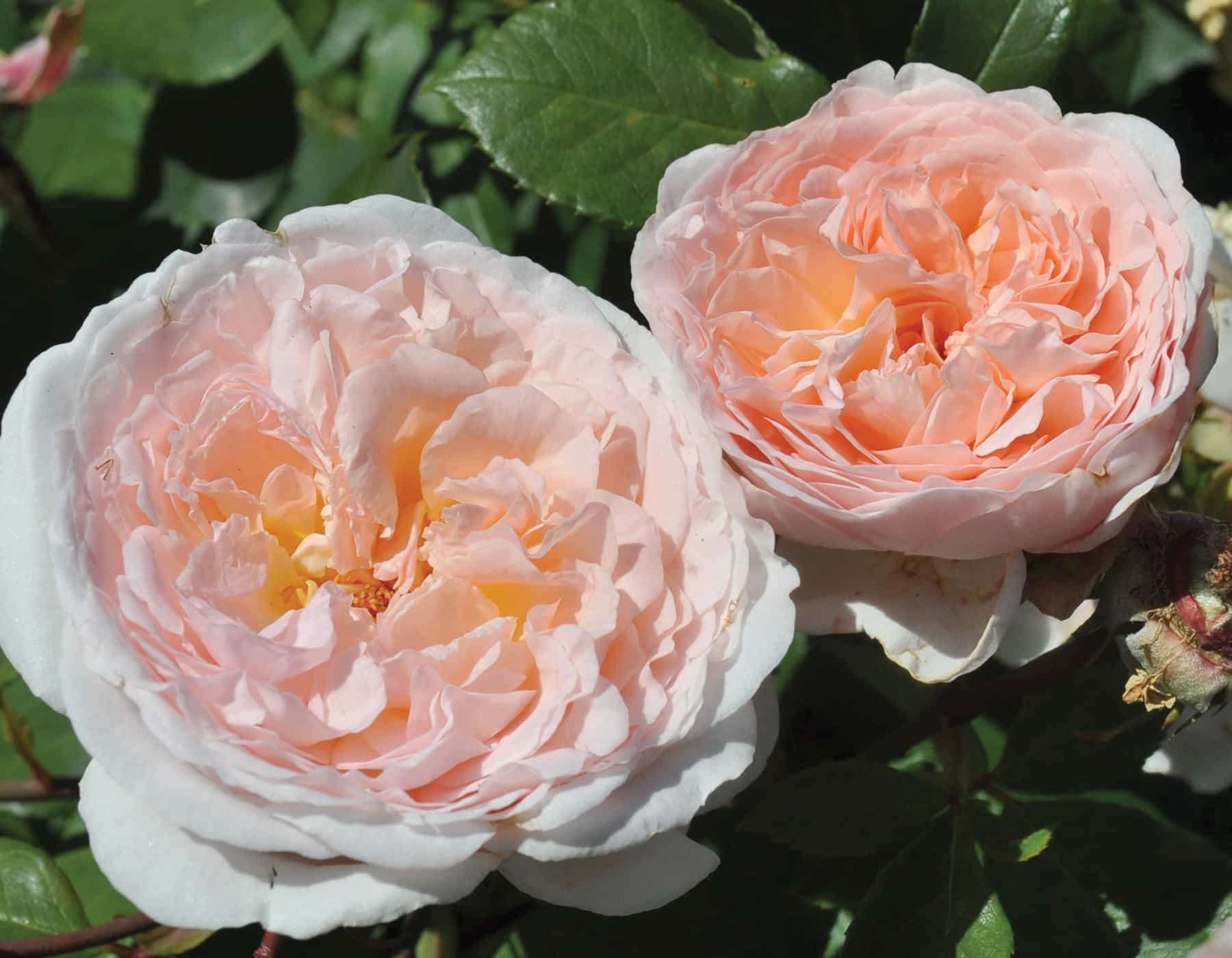 Two pink roses with green leaves in the background