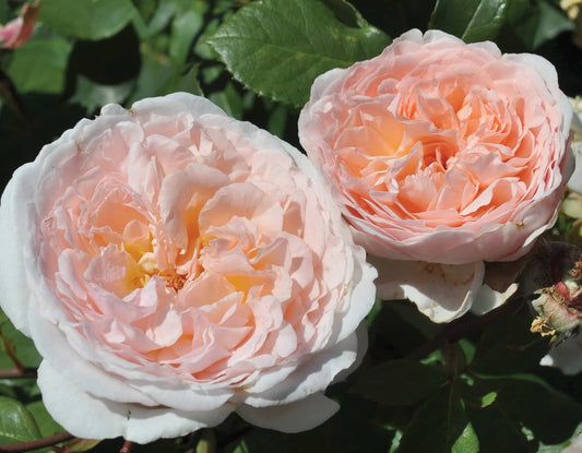 Two pink roses with green leaves in the background