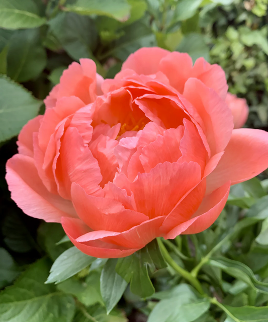 Coral Charm