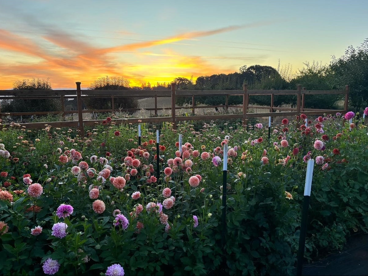 Sunset over a field of flowers with a wooden fence in the background