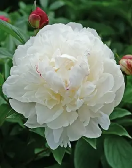 Festiva Maxima