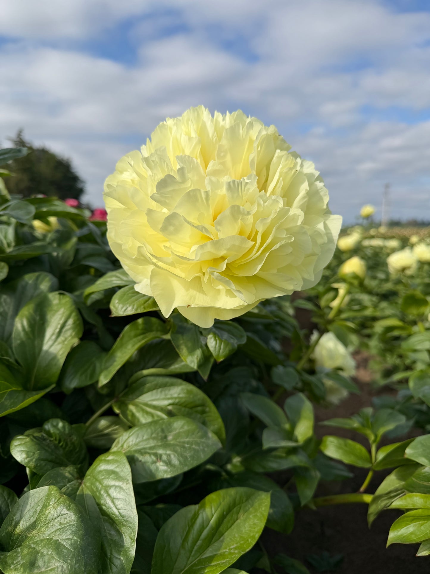 Lemon Chiffon