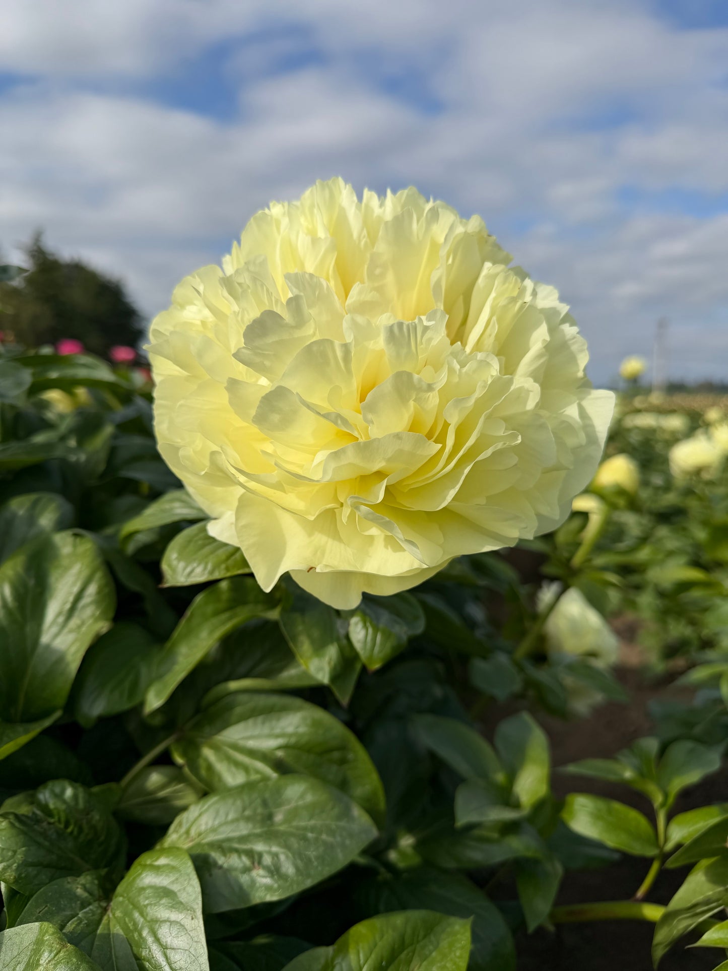 Lemon Chiffon