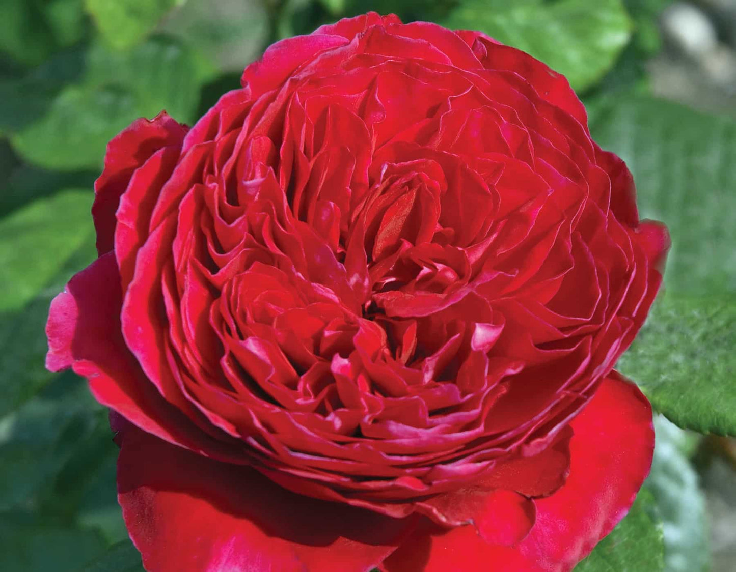 Rouge Royale®