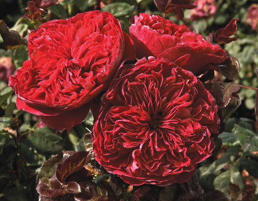 Rouge Royale®
