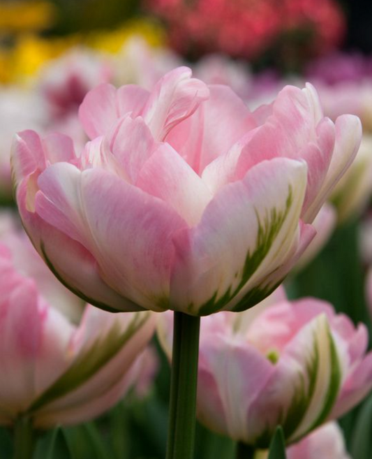 Finola tulip close-up