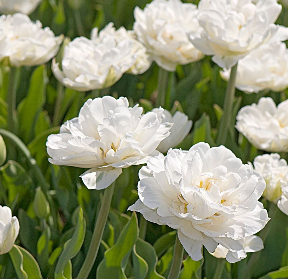 Mount Tacoma tulips in bloom
