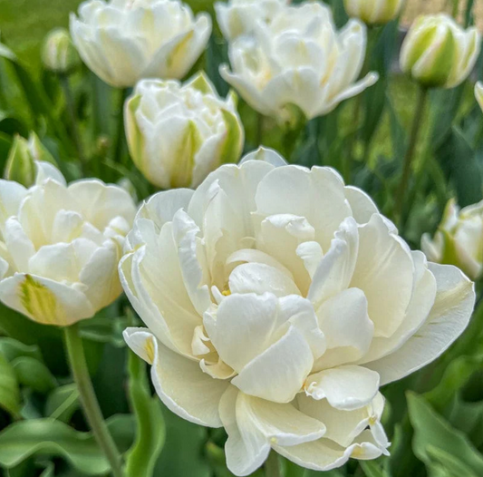 Mount Tacoma tulip close-up