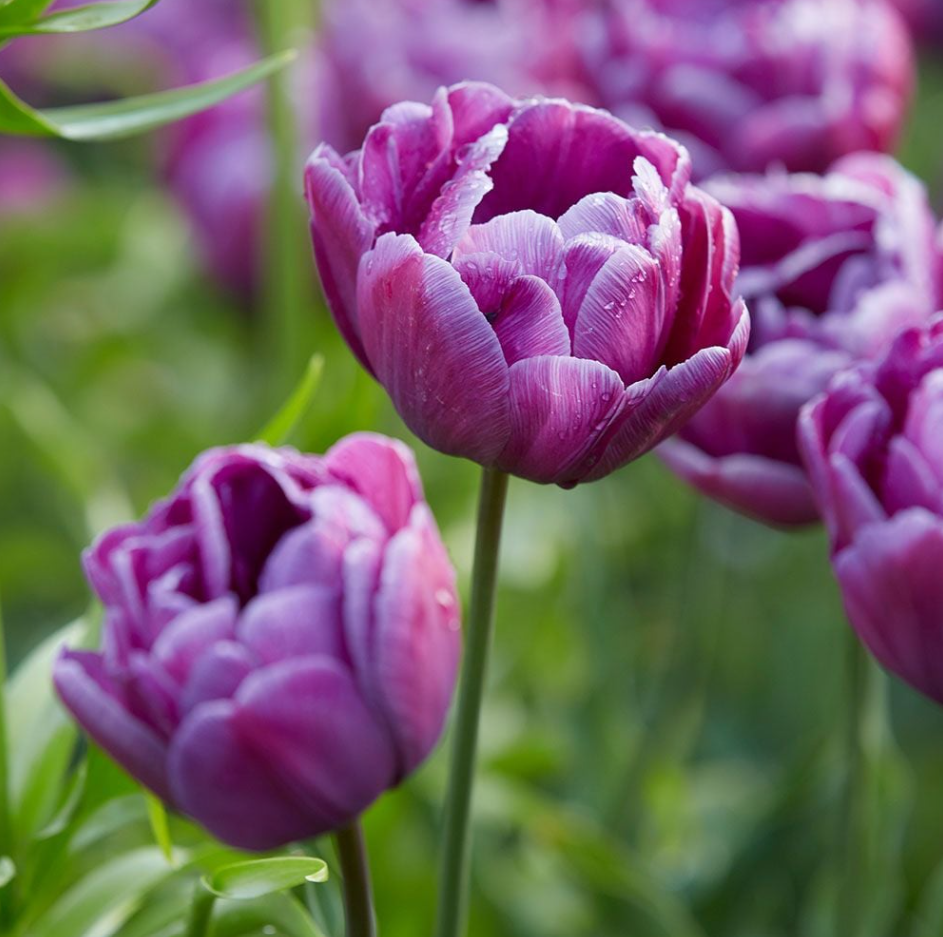 Blue Diamond tulip close-up