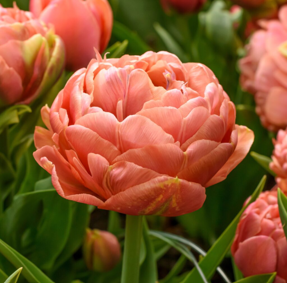 Cooper Image tulip close-up