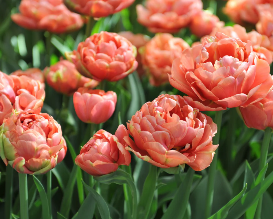 Cooper Image tulips in bloom