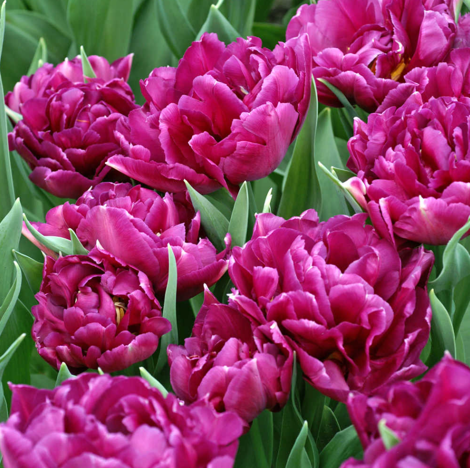 Showcase tulips in bloom