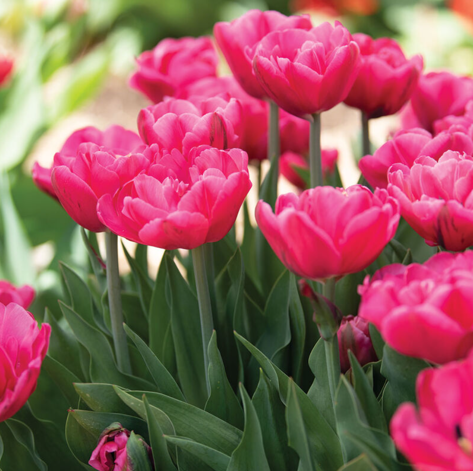 Sunset Tropical tulips in bloom