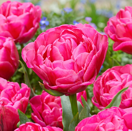 Sunset Tropical tulip close-up